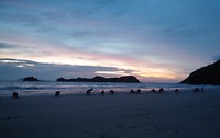 Kangaroos op het strand