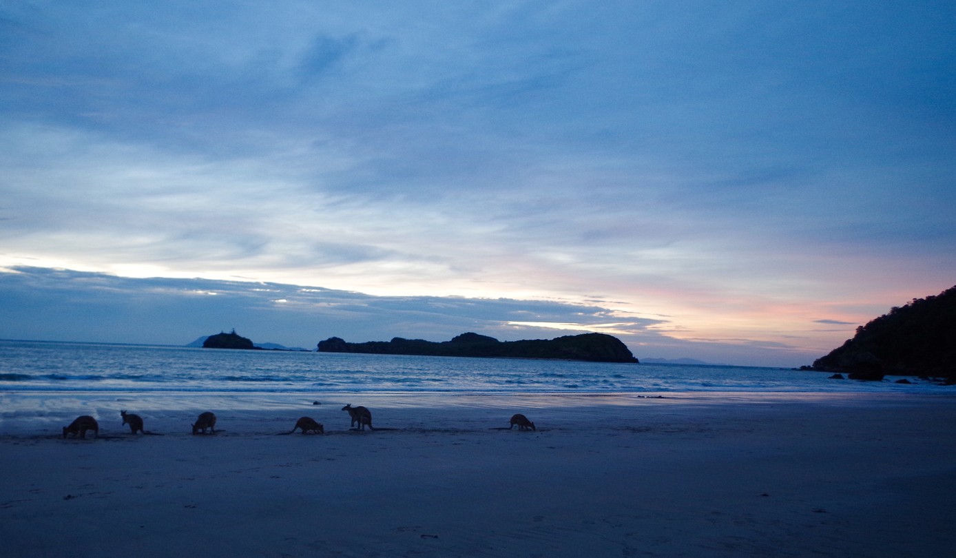 Kangaroos op het strand