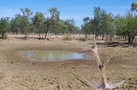 Droogte in de outback