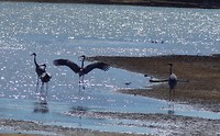 Kraanvogels