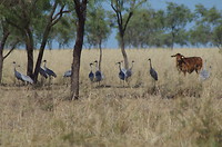 Kraanvogels