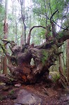 mooie boom langs de waterval route