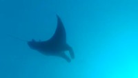 Blue Magic: Oceanic Manta Ray