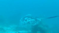 Cape Kri: Marble Ray