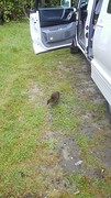 Kiwi?