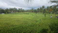rijstvelden bij ubud