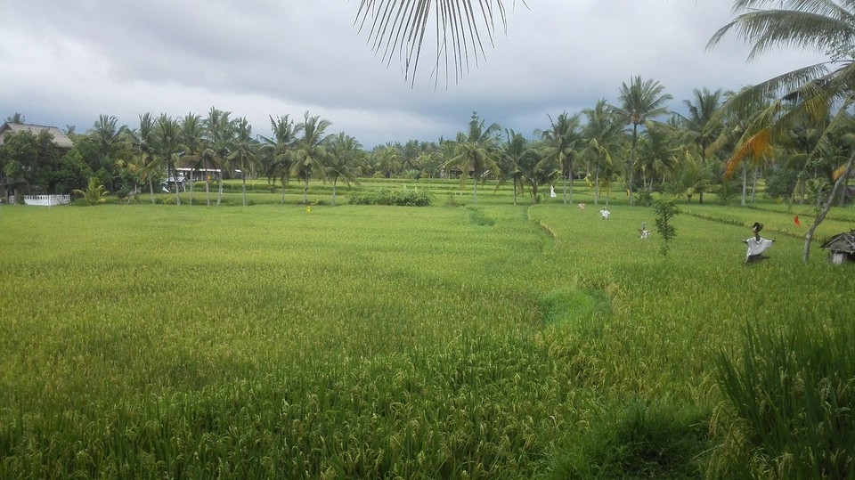 rijstvelden bij ubud