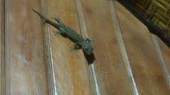 Sicke gekko op de muur (is groter dan hij eruit ziet hoor)