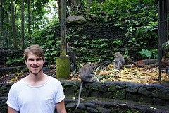 Apen in ubud