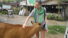 (on)Heilige koe op lombok