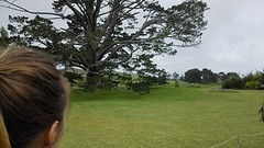 "The Party Tree", Hobbiton