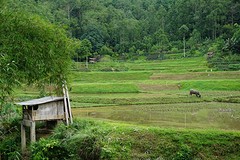 rijstvelden bij Rantepao