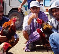 Hanengevechten op de Bolu markt in Rantepao