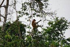 Proboscis Monkey, oftewel Neusaap