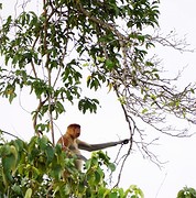 Wordt ook wel de Dutch Monkey genoemd hier