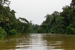 Zijtak van de Kinabatangan rivier
