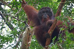 De orang oetan!