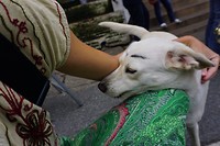 Fronsende hond