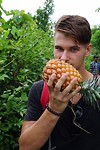 Verse Ananas bij Hsipaw