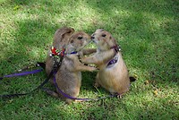 Prairiedogs in Bangkok