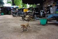 Hondje