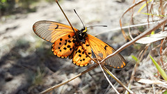 vlinder