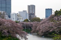 Tokyo kersenbloesems