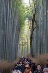 arashiyama bamboebos
