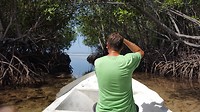 Mangrove