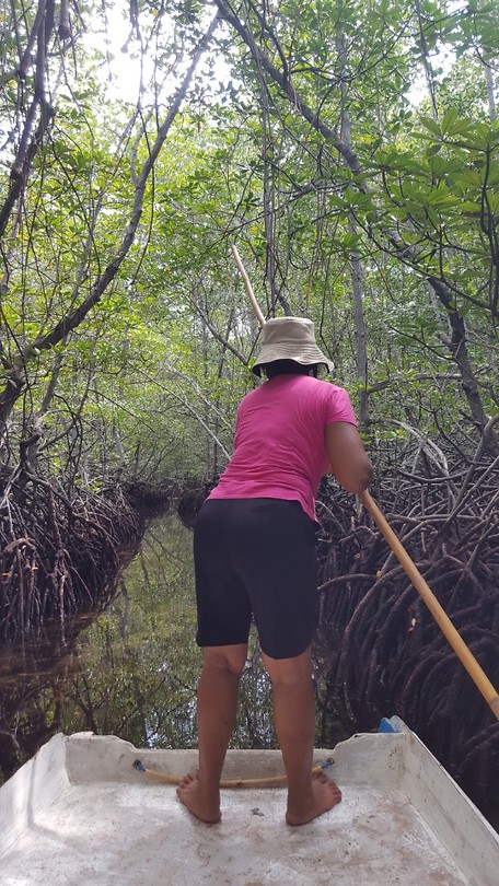 Mangrove 2