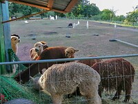 lama's