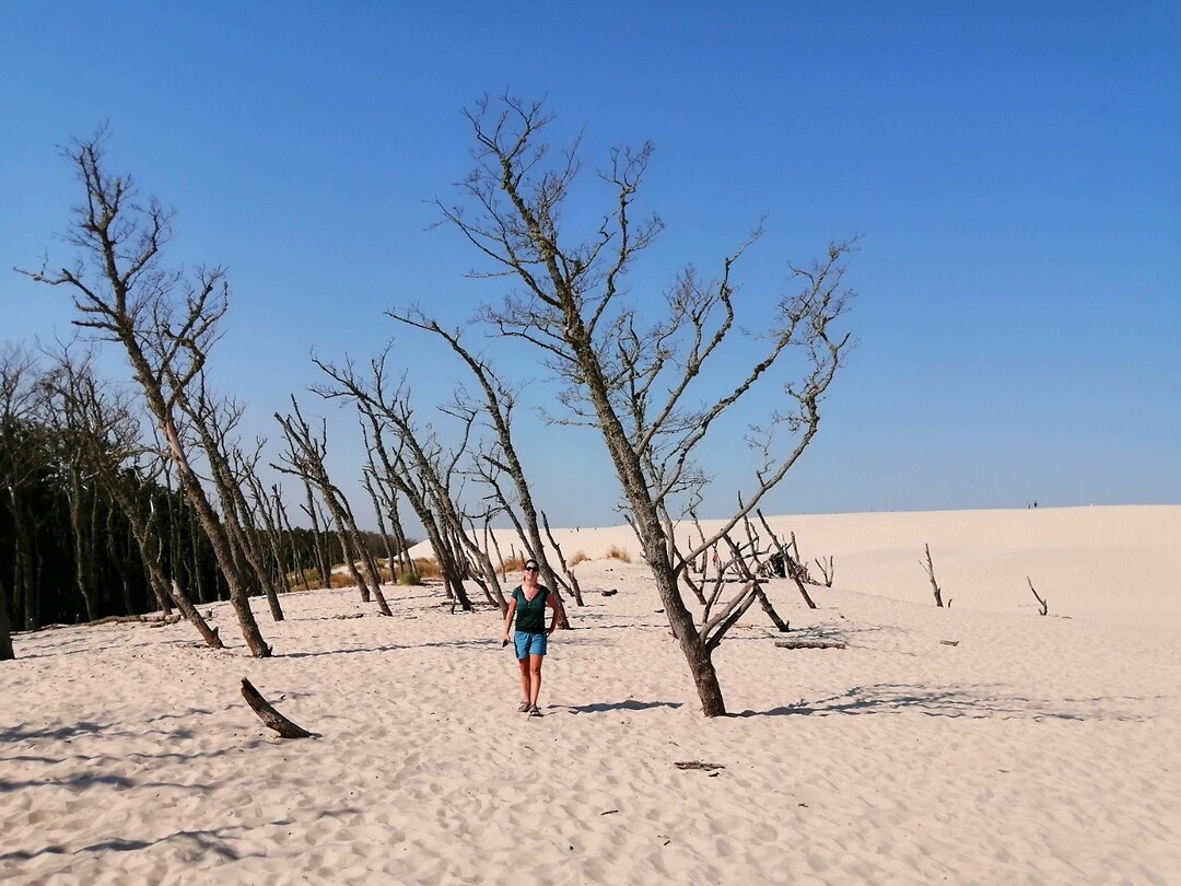 dode bomen in de duinen