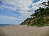 bos aan het strand