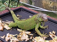Varaan