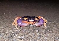 Halloween moon krab