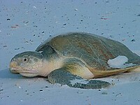 Lora schildpad (foto internet)