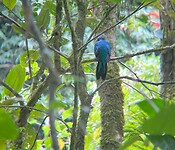 Quetzal