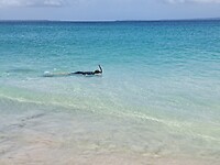 Snorkelen