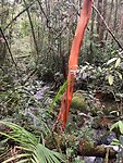 Jungle