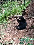 Sunbear