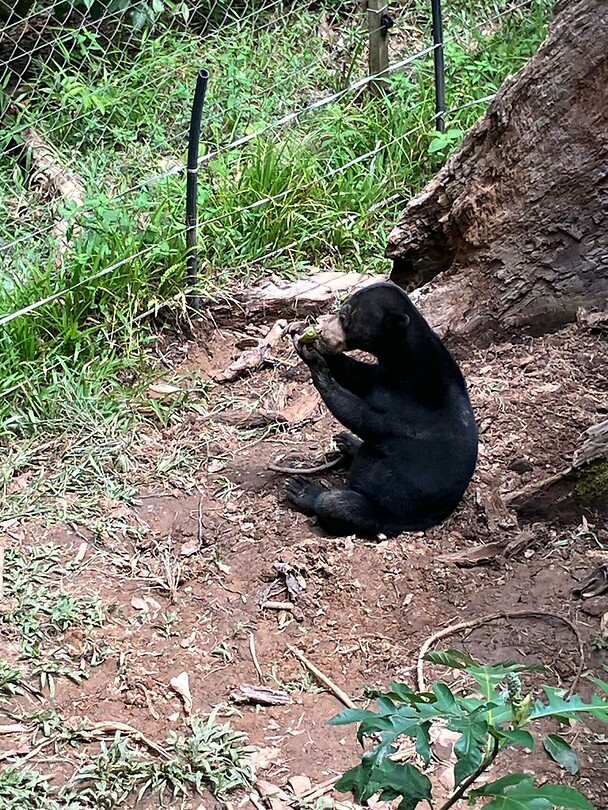 Sunbear