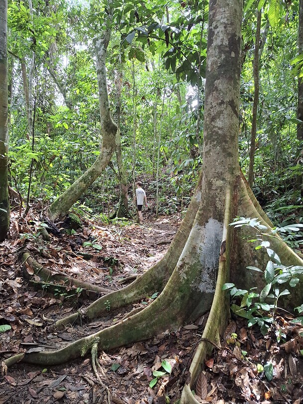 Jungle