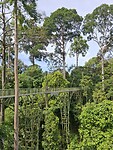 Treetop walk