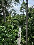Rainforest Discovery centre skywalk