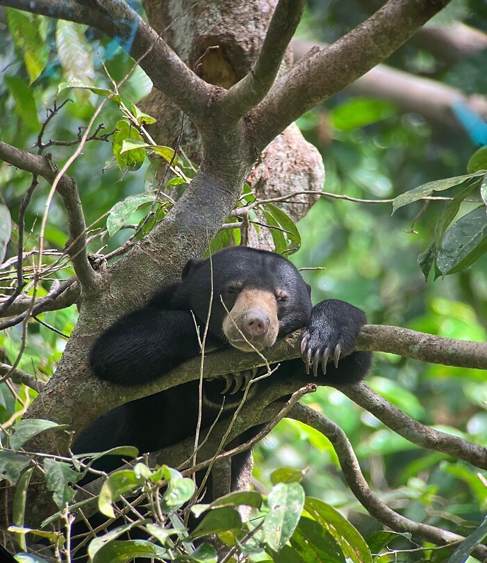 Sunbear