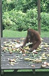 Orang Oetan