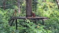 Orang oetan opent kokosnoot