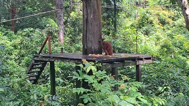 Orang oetan opent kokosnoot