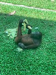 Orang oetan