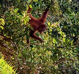 Orang oetan